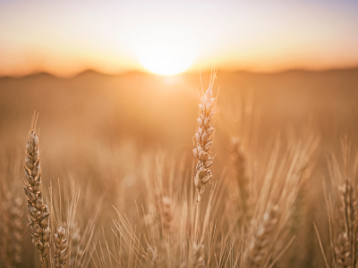 harvest and balance September
